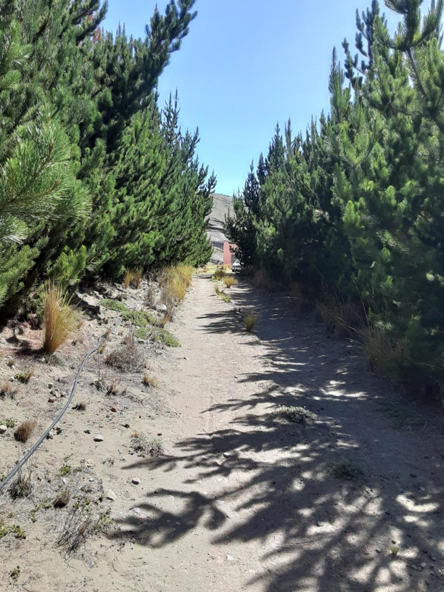 Hospedaje Chimborazo エクステリア 写真